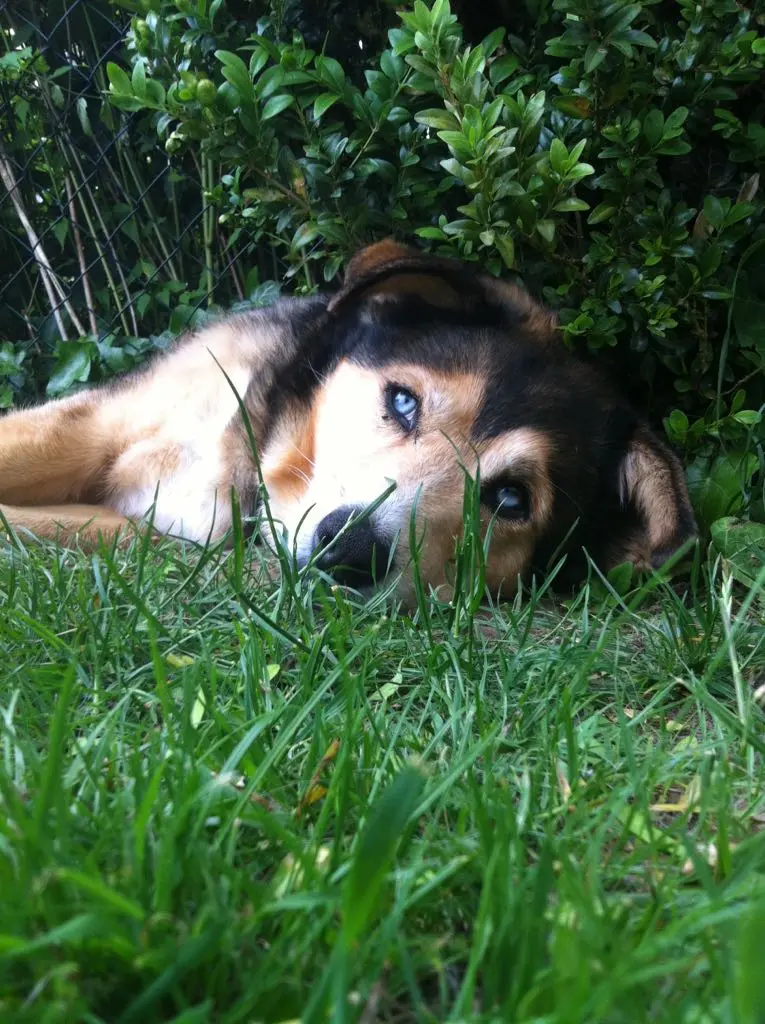 Condolence image of Heike