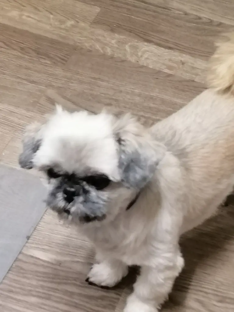Mops Mix Lucy (*2015 - ︎2024) - ROSENGARTEN-Sterne