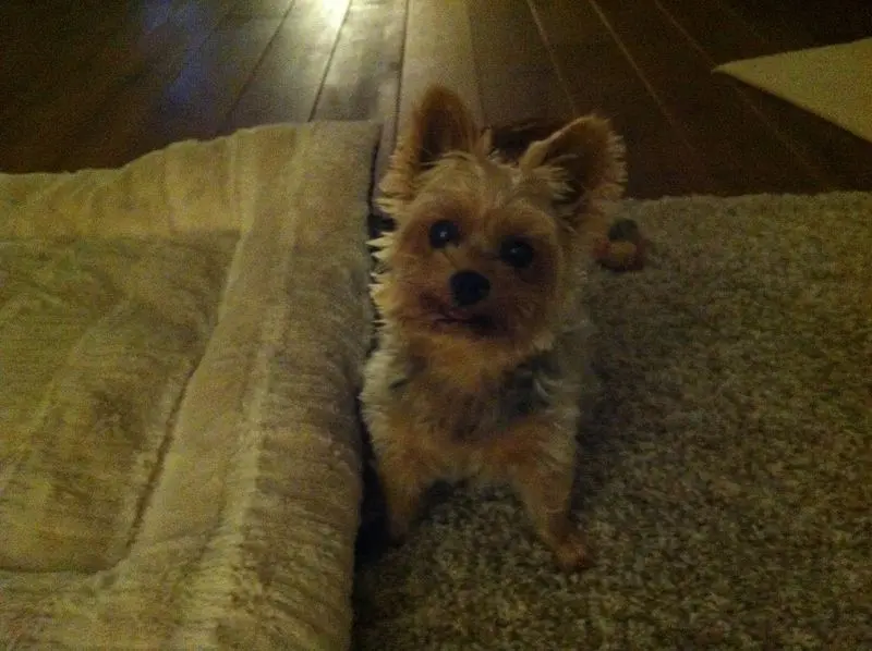 Image from Chico