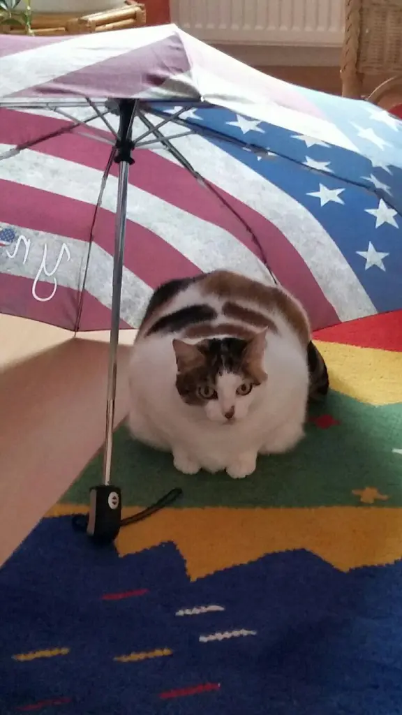 Condolence image of Ulla mit Trixi im.Herzen