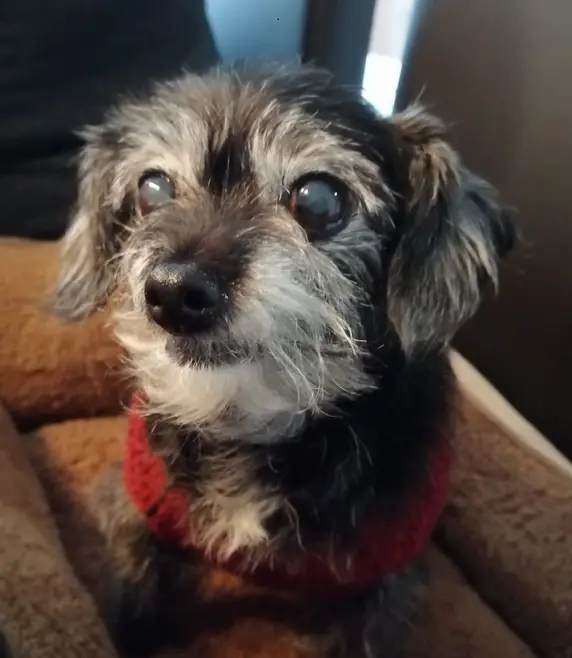 Condolence image of Manuela mit Amy tief im Herzen ❤️