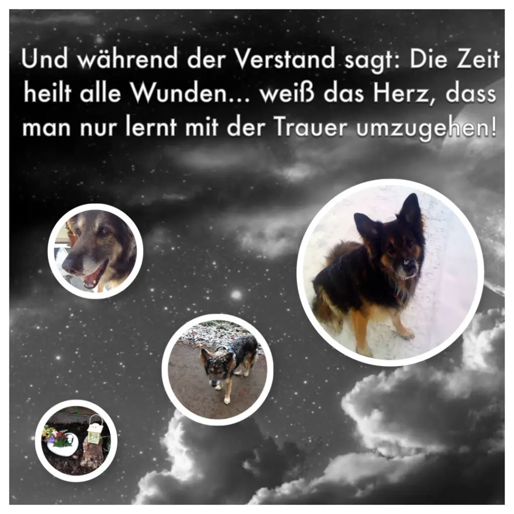 Image from Schogun