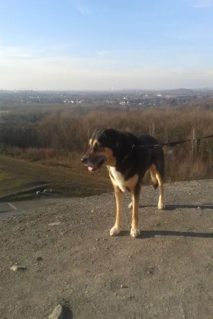 Image from Tyson