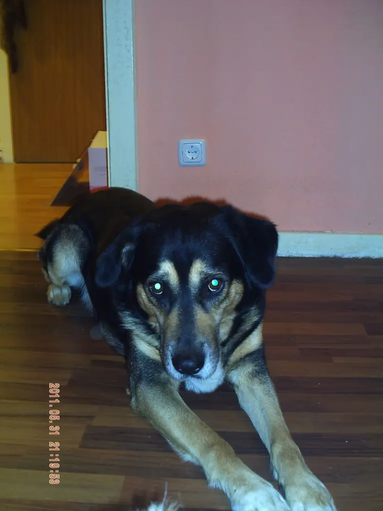 Image from Tyson