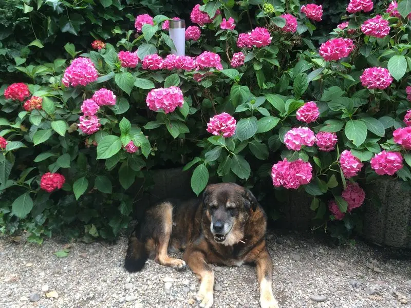 Image from Lucy