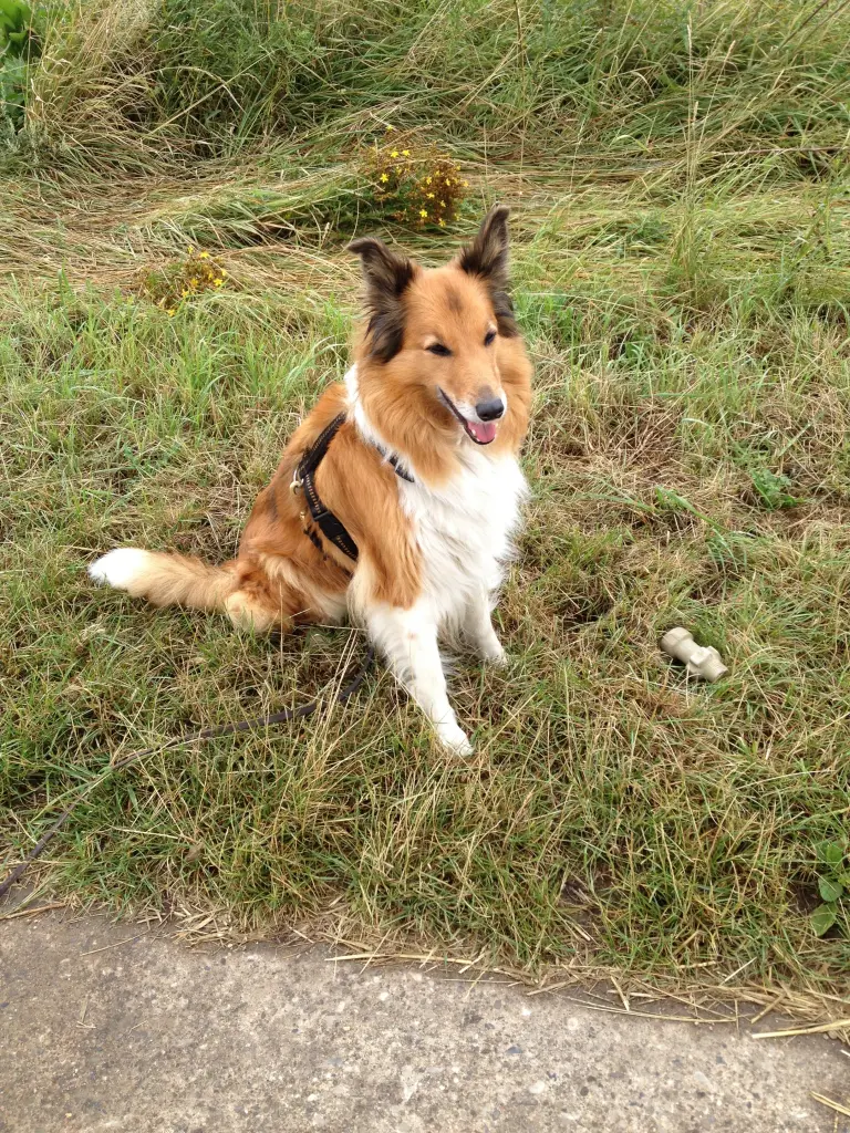 Condolence image of Katharina mit Merle im Herzen