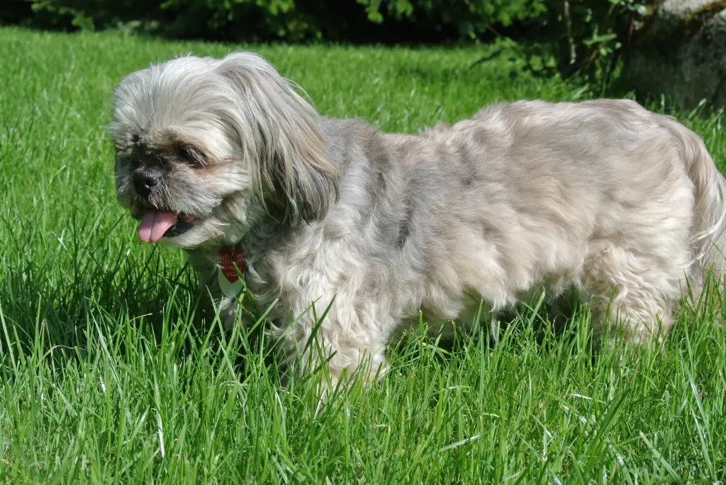 Condolence image of Kathrin mit Susi im Herzen