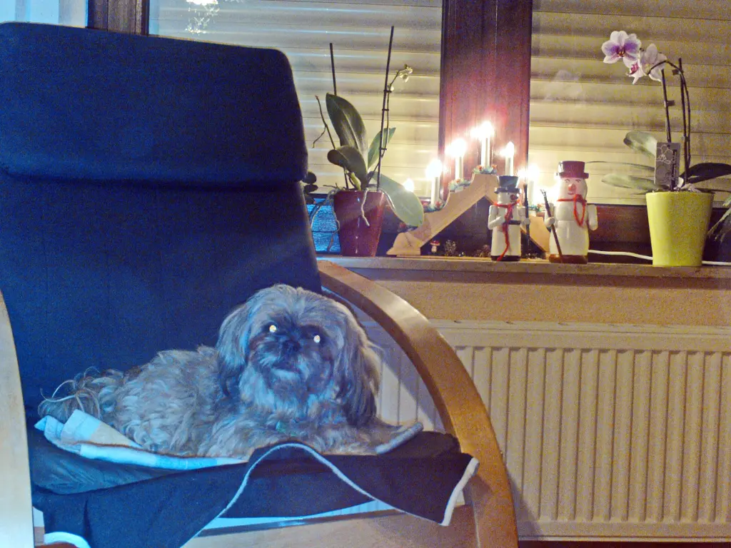 Condolence image of Kathrin mit Susi im Herzen