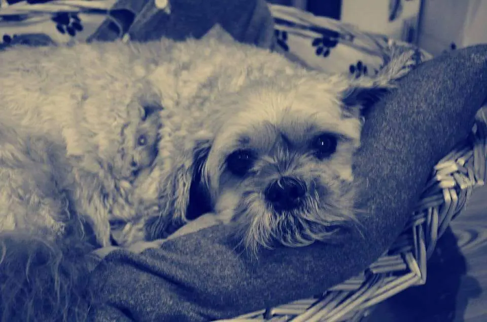 Condolence image of Angelika mit Balou im Herzen 