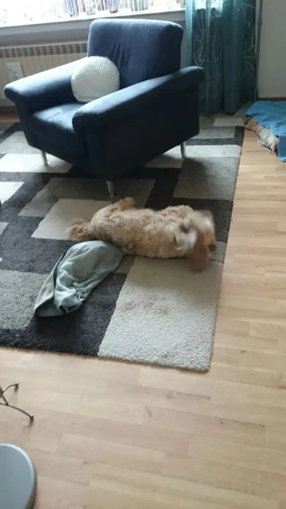 Condolence image of Angelika mit Balou im Herzen