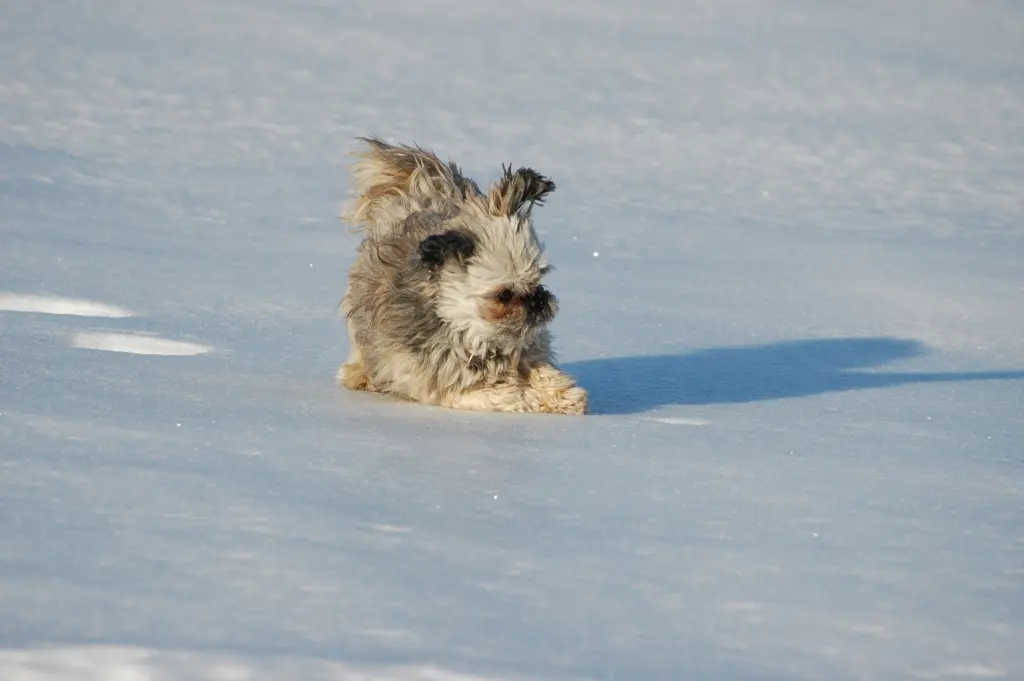 Condolence image of Kathrin mit Susi im Herzen