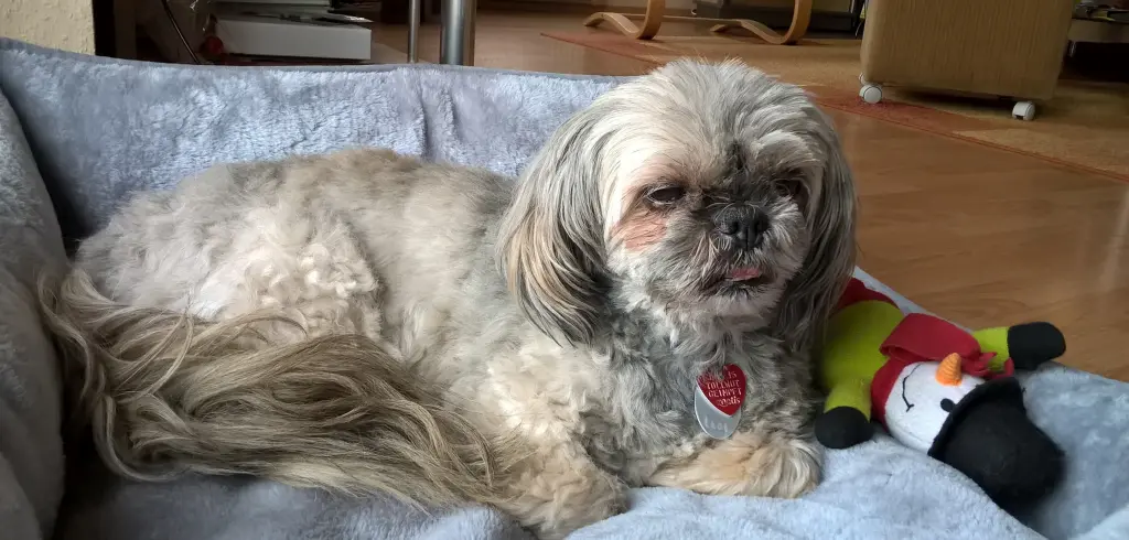 Condolence image of Kathrin mit Susi im Herzen