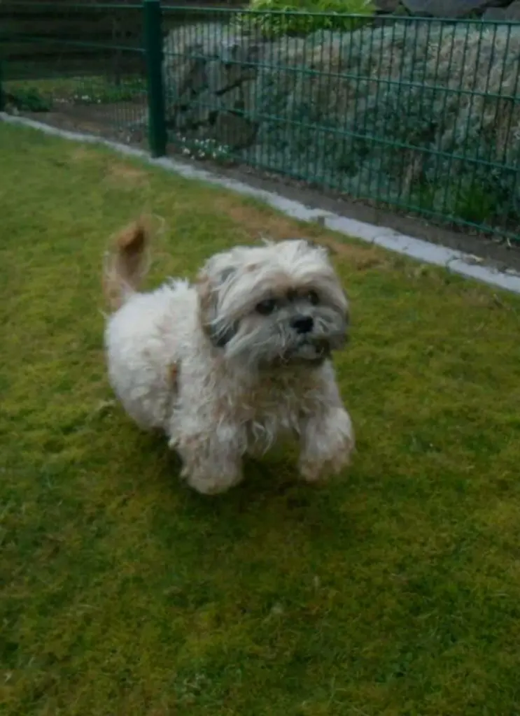 Condolence image of angelika mit Balou im Herzen