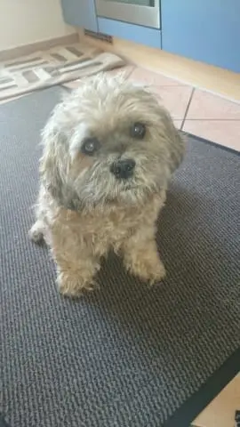 Condolence image of Angelika mit Balou im Herzen 