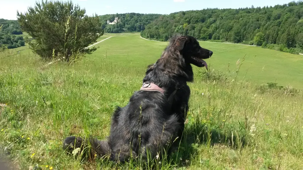 Condolence image of Bernd