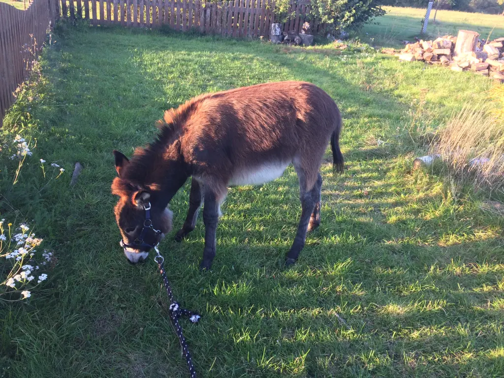 Condolence image of Unbekannt