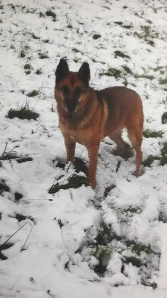 Condolence image of Claudia m. TARA im Herzen