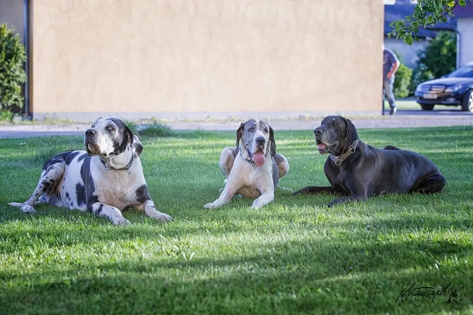 Condolence image of Esther mit Linu