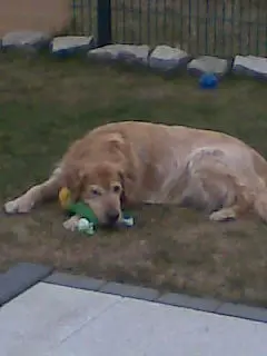 Condolence image of Micha mit Cäsar im Herzen