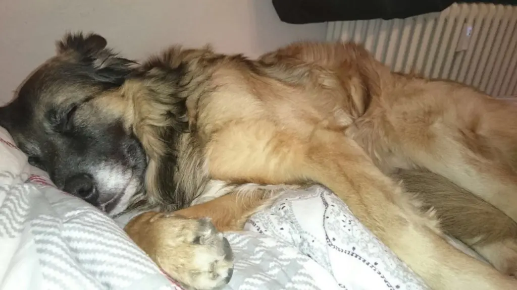 Condolence image of Safiye 