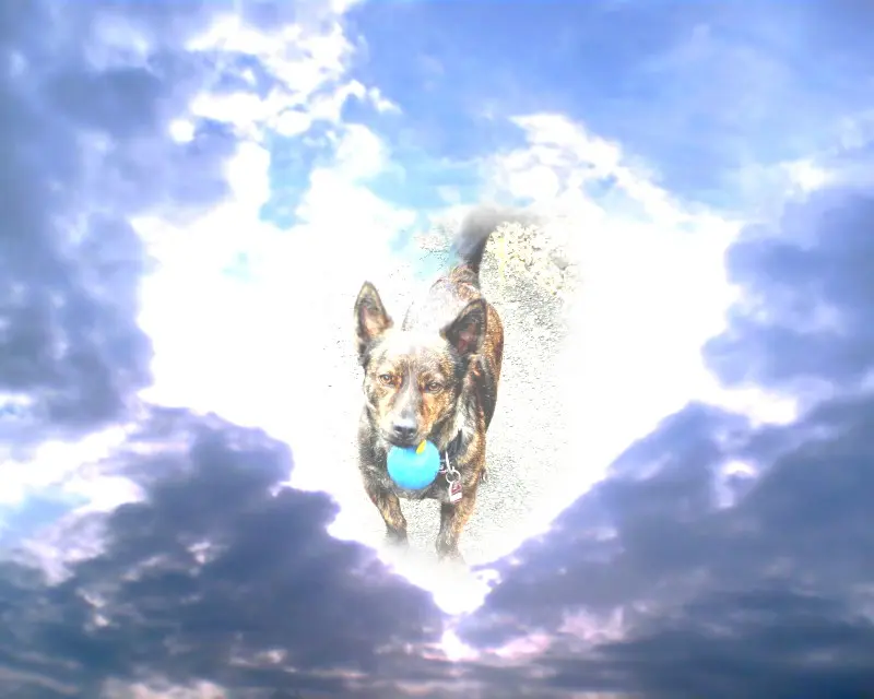 Condolence image of Mel mit Pepe & Luni im Herzen