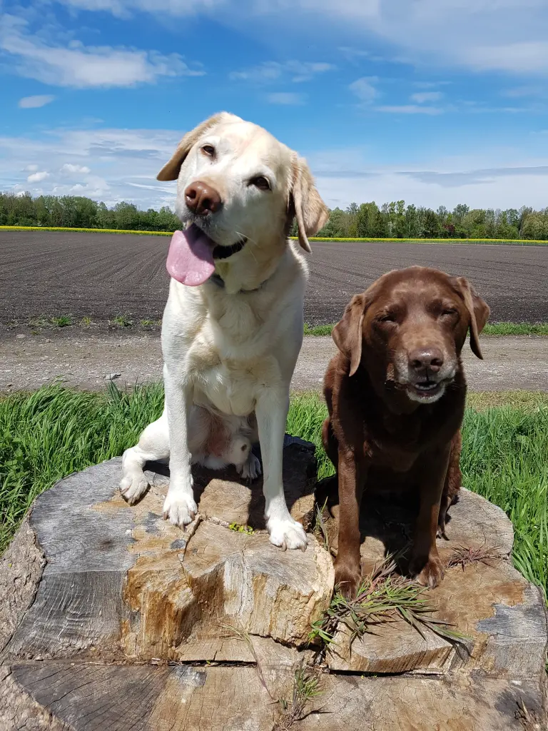 Andachtsbild von Elisabeth