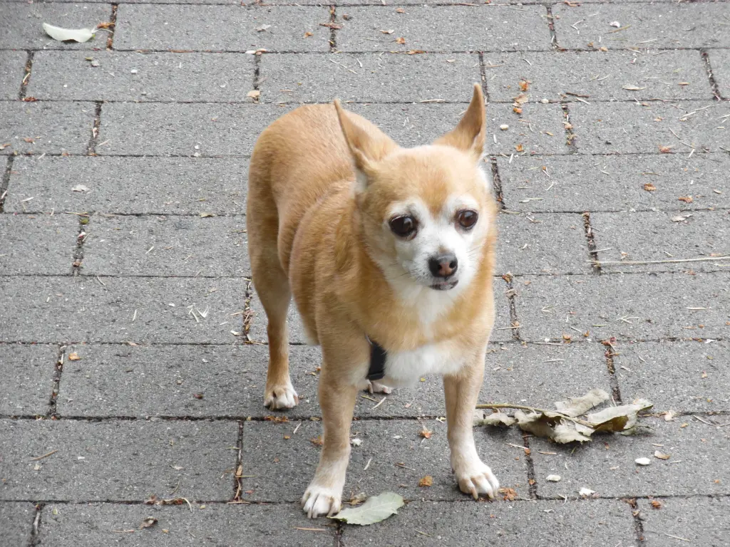 Andachtsbild von Irene mit Seelenhund *JIMMY * ganz tief im Herzen