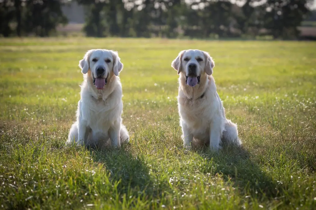 Andachtsbild von Alena