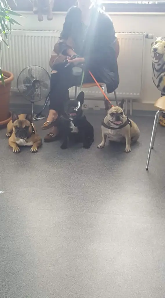 Condolence image of Elfe mit Joy,meggy u Buddy in unseren herzen