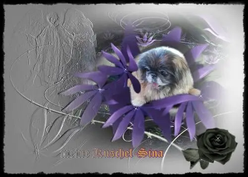 Image from meinen Seelenhund Sina