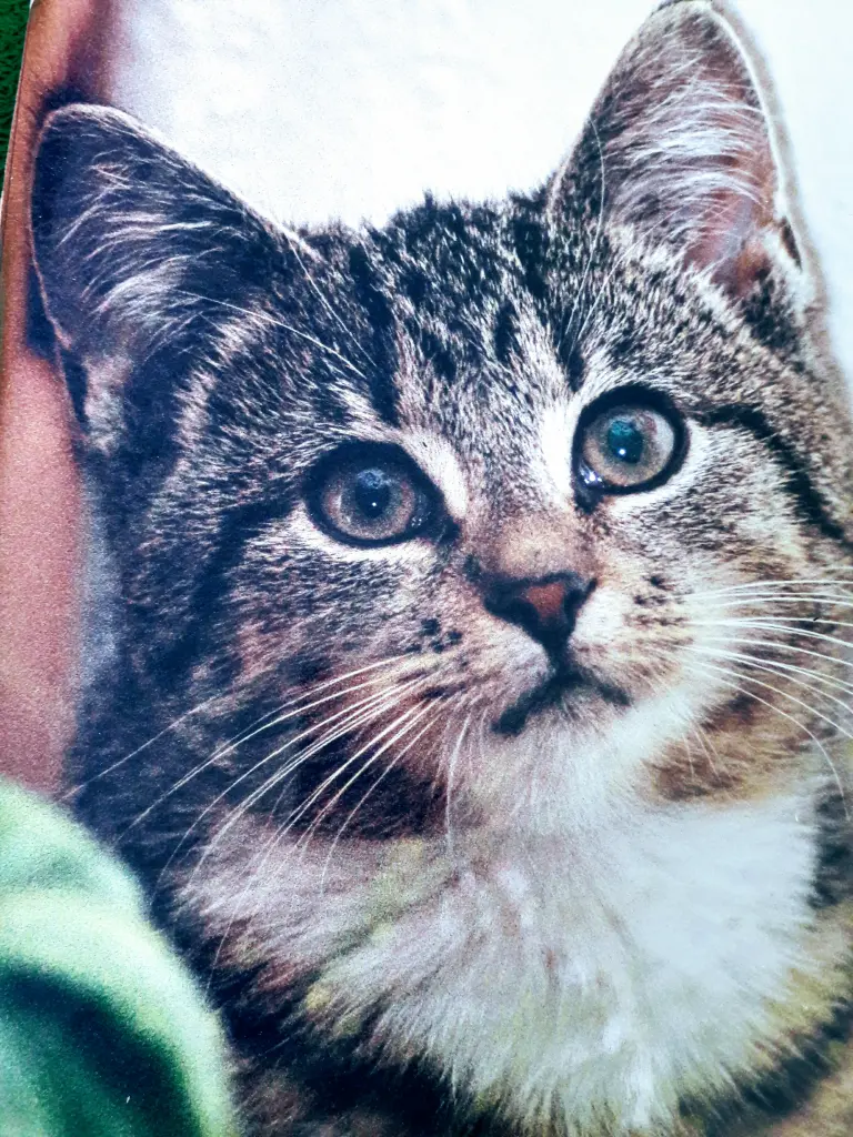Image from Cindy
