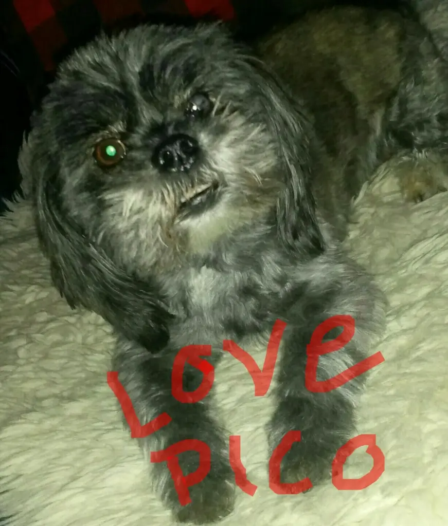 Bild von Pico