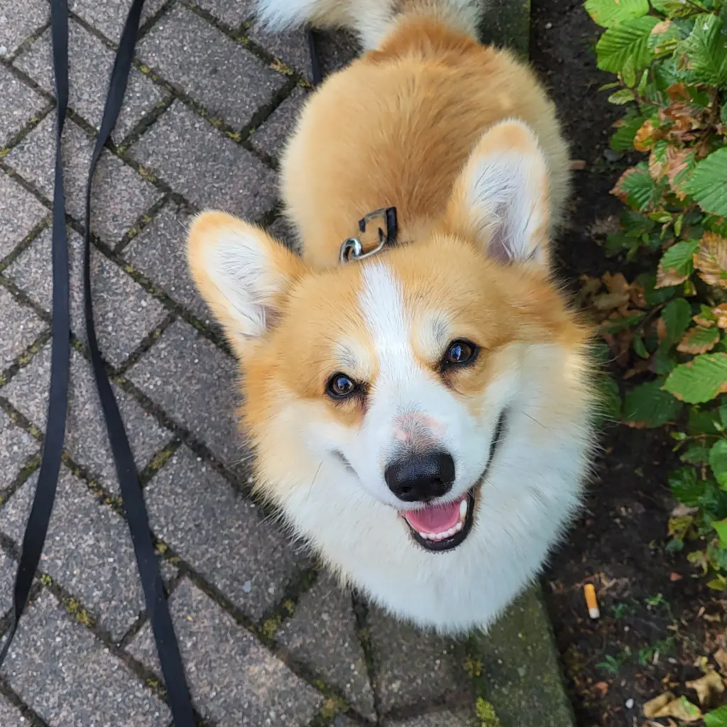 Andachtsbild von Julia mit Humphrey