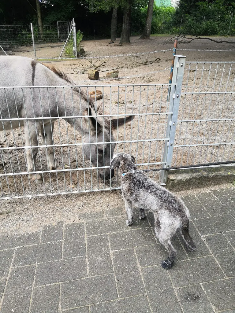 Andachtsbild von Mama❤️Lilly