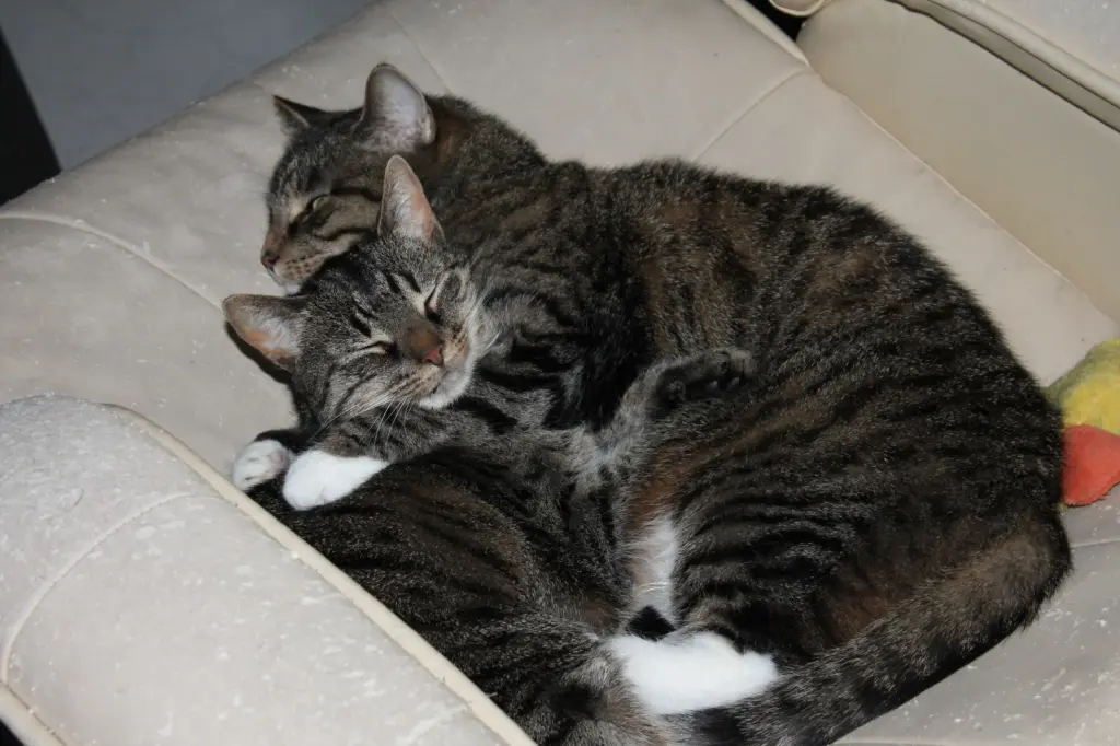Andachtsbild von Frauchen