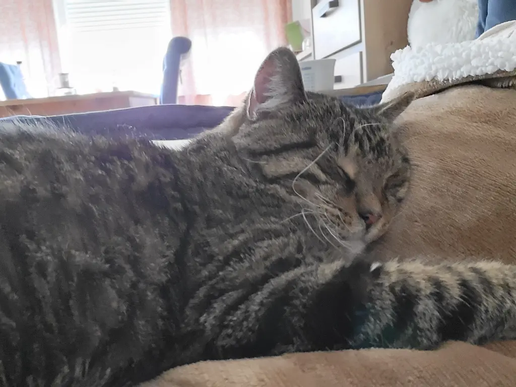 Andachtsbild von Frauchen