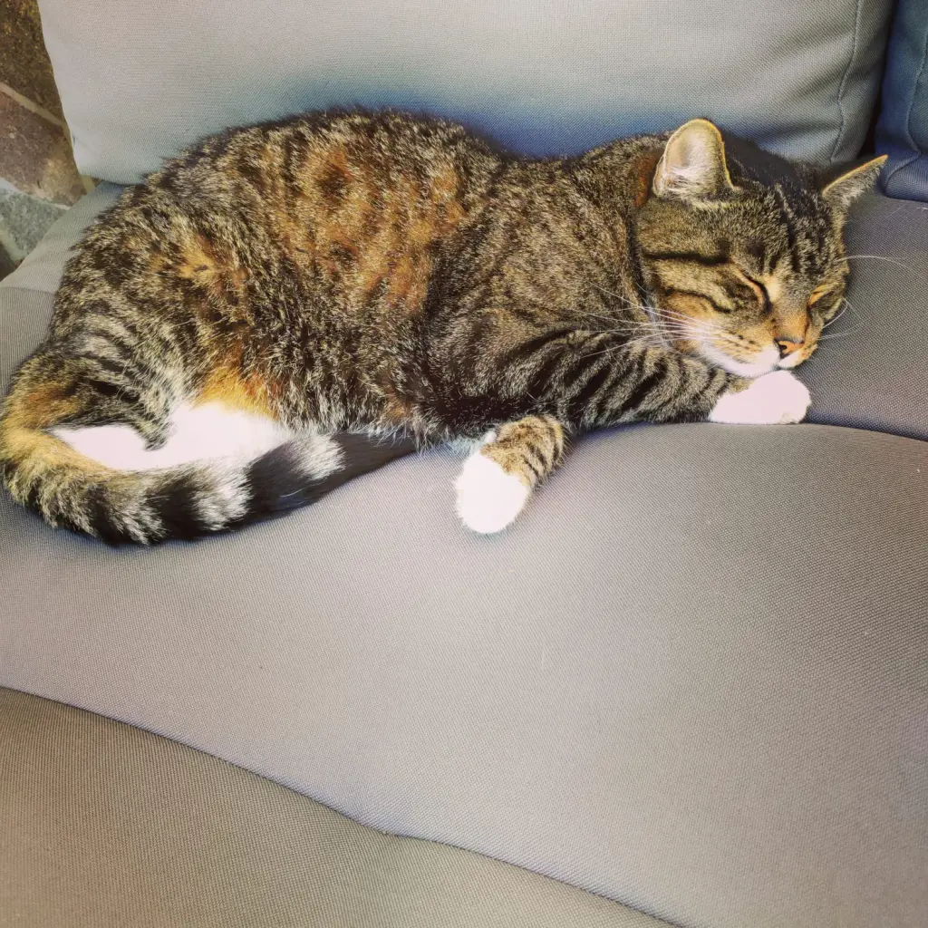 Andachtsbild von Frauchen