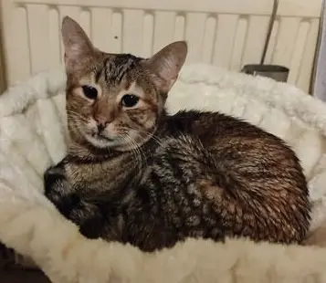 Andachtsbild von Sabine  mit Ratita im Herzen ❤️ 