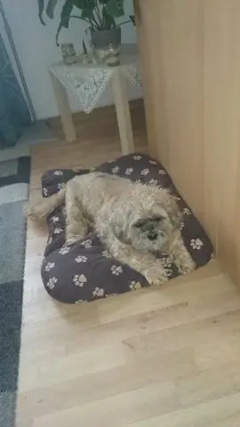 Condolence image of Angelika mit Balou im Herzen 