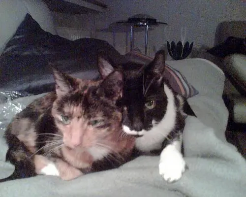 Image from Lucy+Felix