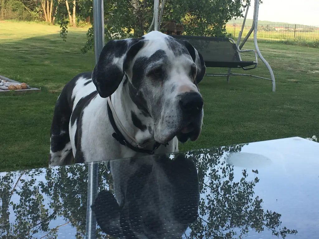 Condolence image of Esther mit Linu