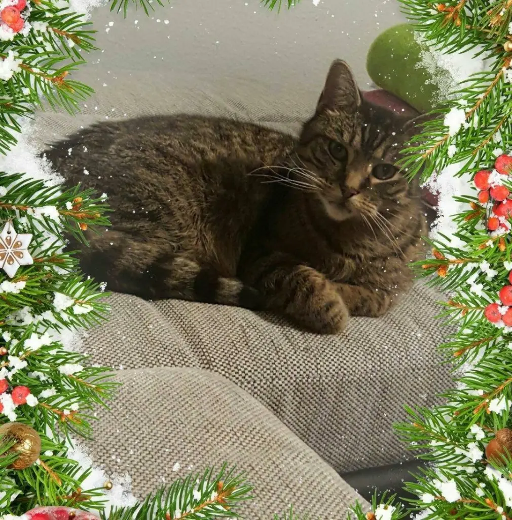 Condolence image of Linda mit Pünktchen im Herzen 