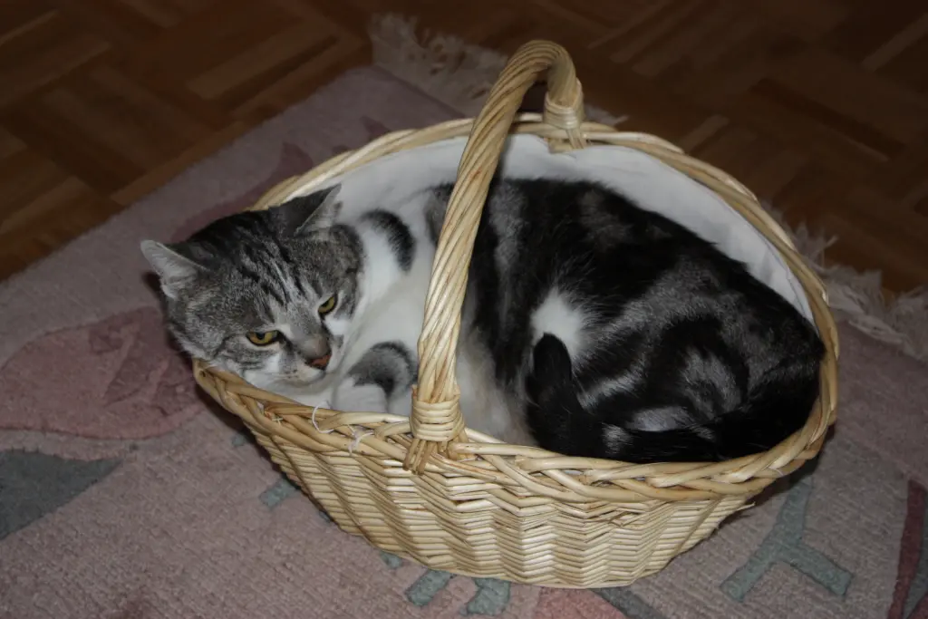 Condolence image of Simone