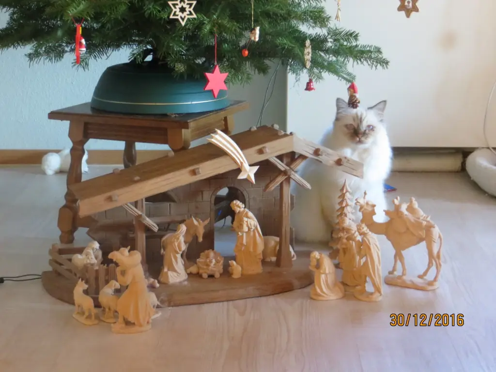 Condolence image of Uschi mit Seelenkatzen Jojo und Merlin