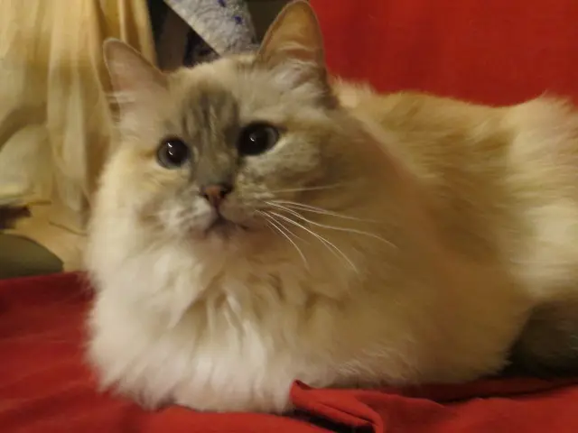 Condolence image of Uschi mit Seelenkatzen Jojo und Merlin