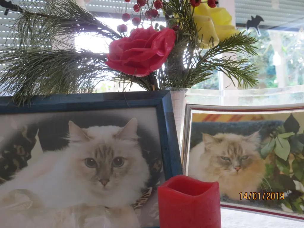 Condolence image of Uschi mit Seelenkatzen Jojo und Merlin