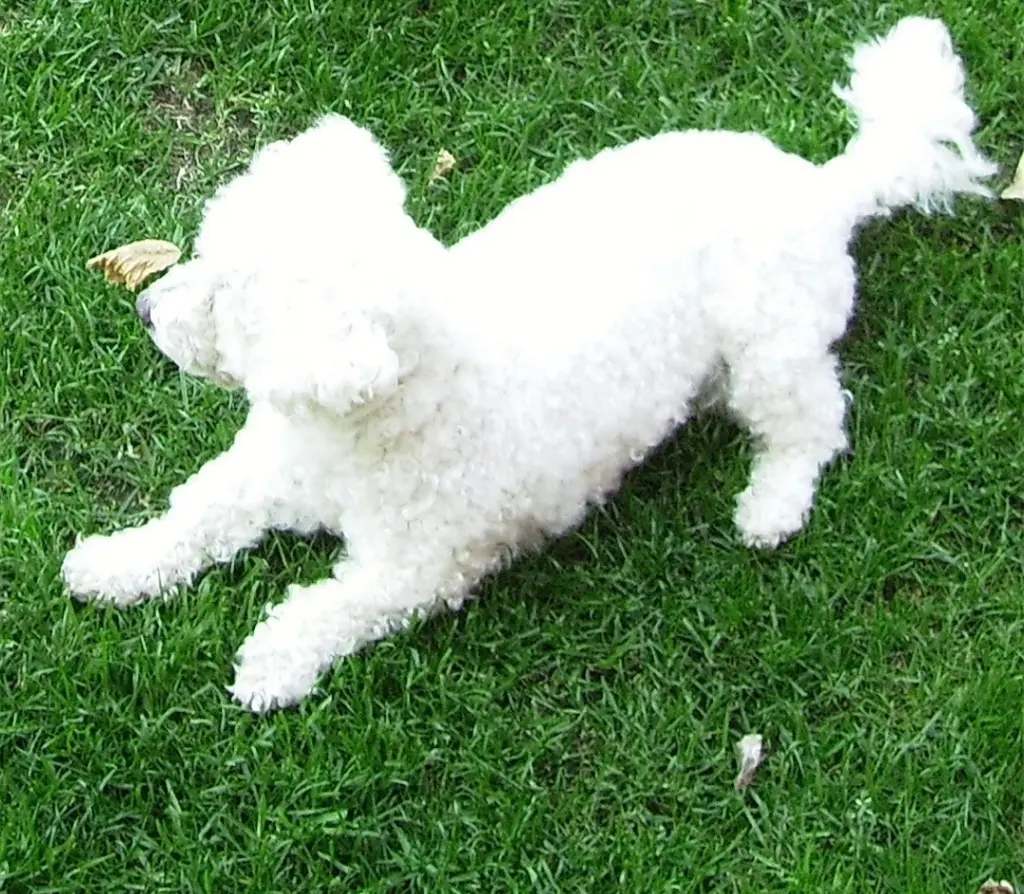 Andachtsbild von Gaby mit Snowy im Herzen