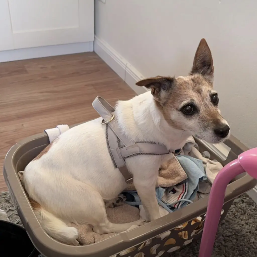 Image from Pünktchen