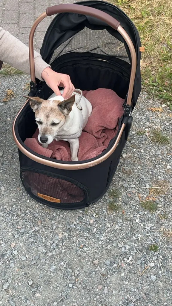 Image from Pünktchen