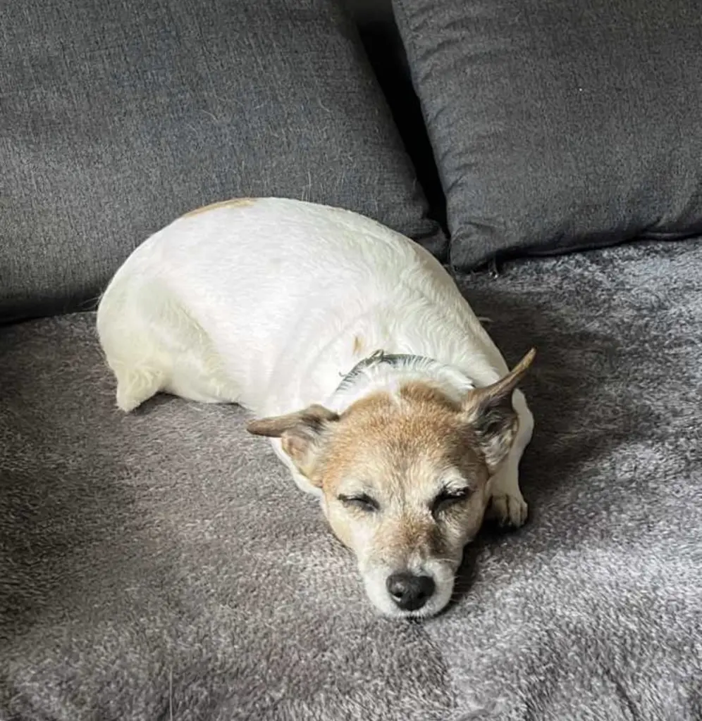 Image from Pünktchen